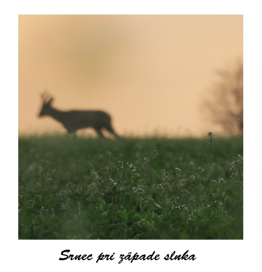 srnec pri západe slnka