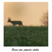 srnec pri západe slnka