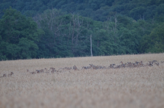 Menšia muflonia črieda