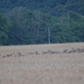 Menšia muflonia črieda