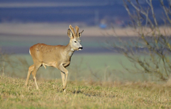 Srnec lesný (capreolus capreolus)