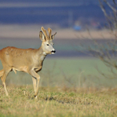 Srnec lesný (capreolus capreolus)