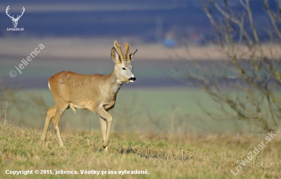 Srnec lesný (capreolus capreolus)