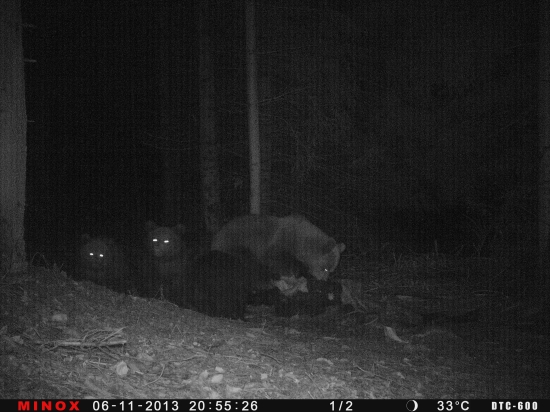 Medvedica s tromi mláďatami