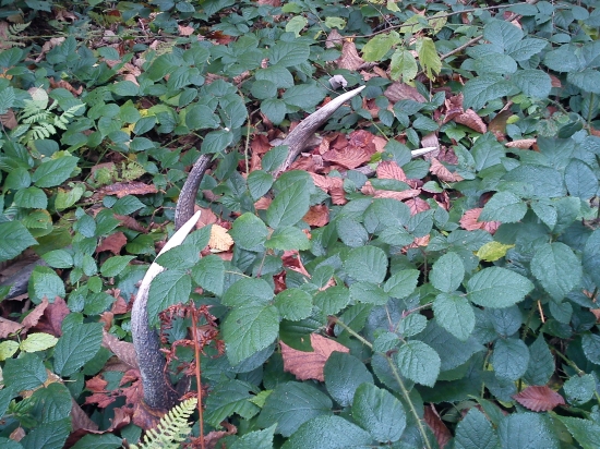 hubárske šťastie :-)