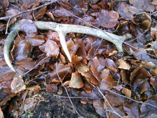 zabudnutý I.