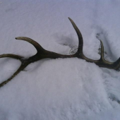 dnešný bez snehu :-)