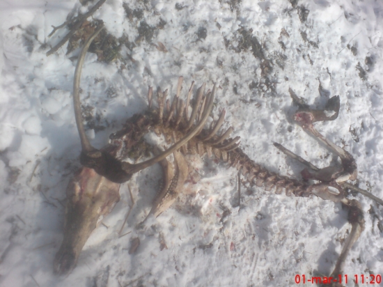 Škoda ho! Mohol byť dobrý kus za pár rokov...