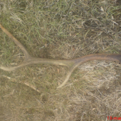 minuloročný, ale poteší