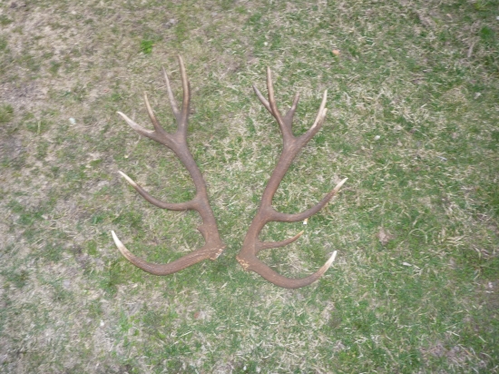 Takto na mňa čakali v strede lúky, neopísateľný zážitok ...8 ročný jeleň , nepravid