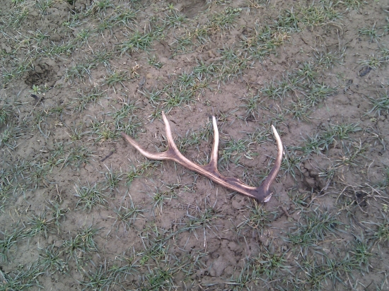 aký taký, ale paroh :)