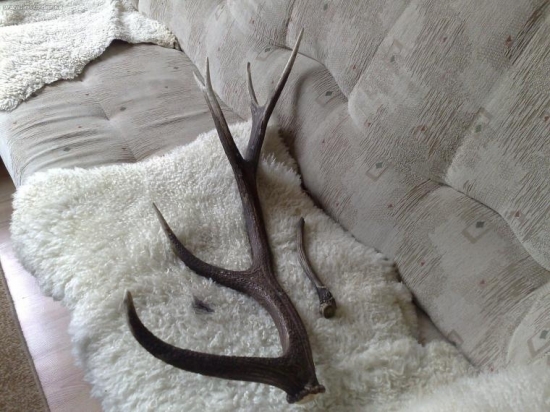 moje prve jelenie tipnite vek