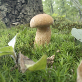 rozpravkovy =)