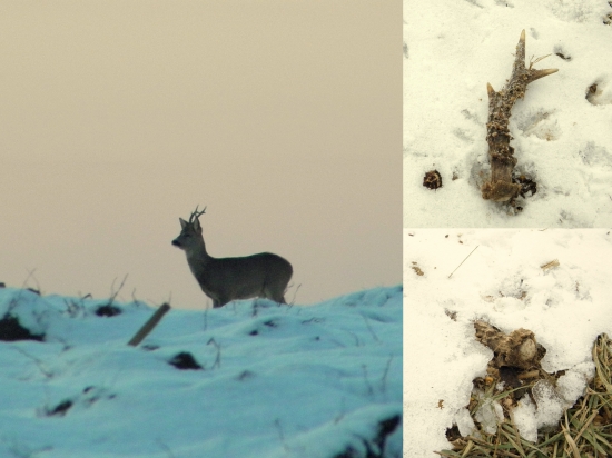 Srnec so svojim pravým zhodom