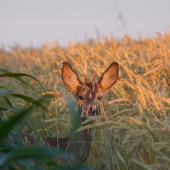 Mladík sa opäť ukázal