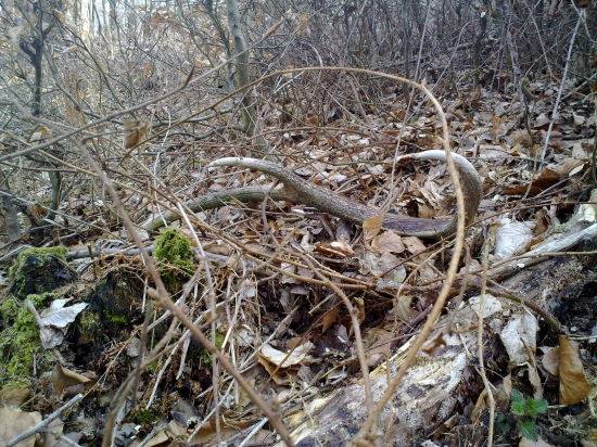 stary ale potesil :)