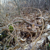 stary ale potesil :)