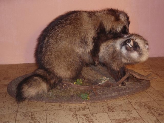 suboj