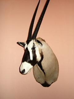 trofeje a moja práca