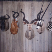 afrika