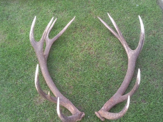 moja para 14-torak 2 metre od seba