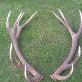 moja para 14-torak 2 metre od seba