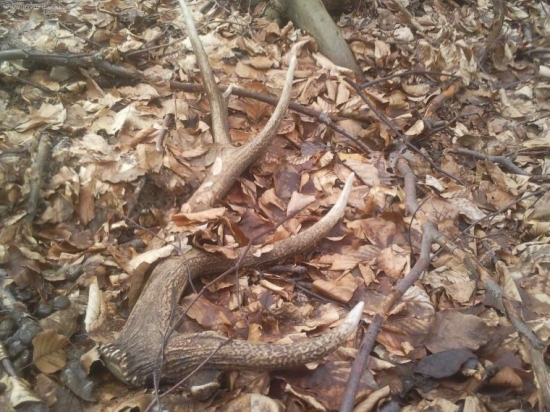 zabudnuty z pred roka :D ale potesi