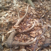 zabudnuty z pred roka :D ale potesi