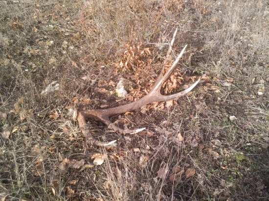 krasna spomienka na minulorocnu jar 1