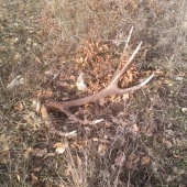 krasna spomienka na minulorocnu jar 1