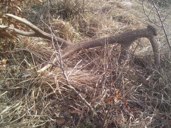 krasna spomienka na minulorocnu jar 2