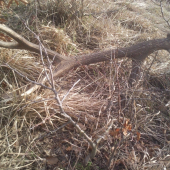 krasna spomienka na minulorocnu jar 2