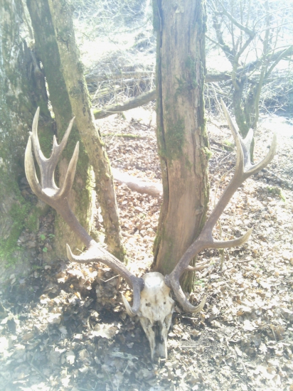 Jeleň nepravidelný 16-torák