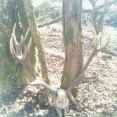 Jeleň nepravidelný 16-torák