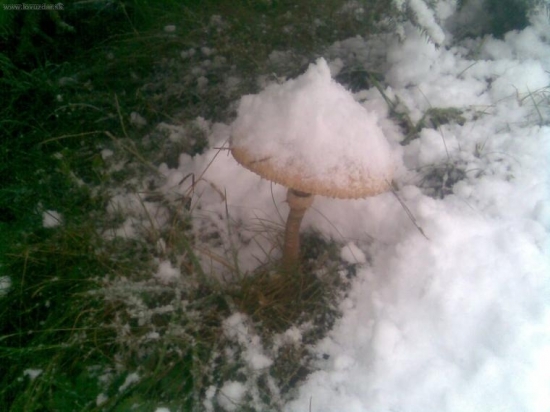 Pri rannej vychadzke