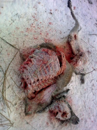 Toto zostalo po vlčej hostine