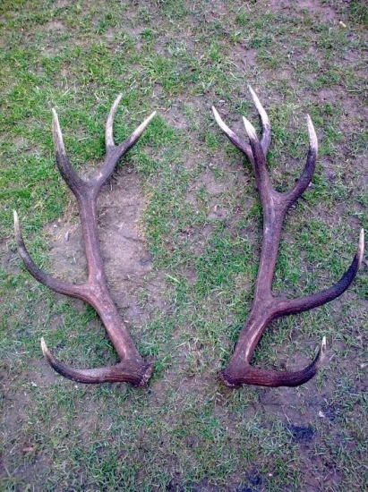 Najdene pred dvoma hodinami (16:30)