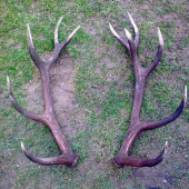 Najdene pred dvoma hodinami (16:30)