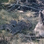 Prvý prírastok v tejto oborke