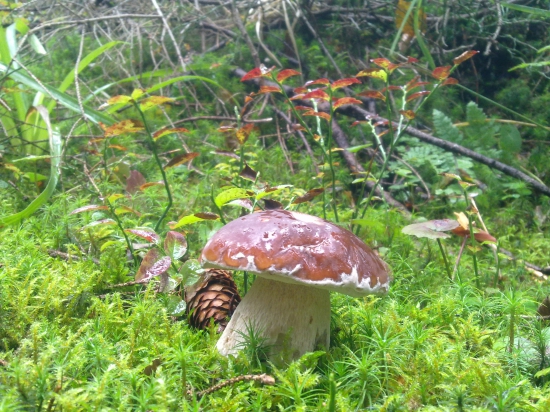 Po ceste za rujným jeleňom..