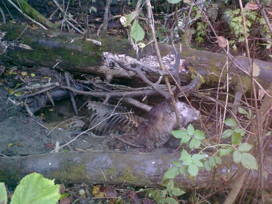 Uhyn najdeny po ruji