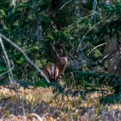 mladík z chočských vrchov