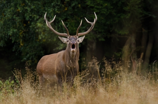 Keď horu pretne mocný hlas...