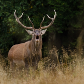 Keď horu pretne mocný hlas...