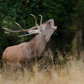 Spev lásky a nenávisti....