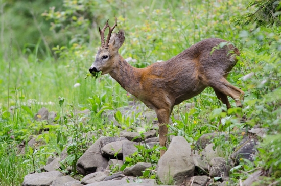 S plnými ústami ...
