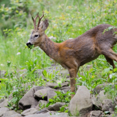 S plnými ústami ...