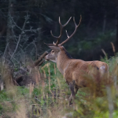 Po súboji nervov ...