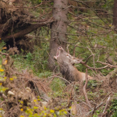 Keď sa aspoň hlava ukáže ...