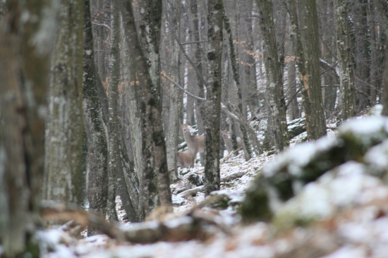 Jelenice